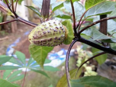 Ağaçta mor datura meyvesi. Bu meyveler tipik olarak oval şekilli, dikenli ve donuk mor veya grimsi mor renktedir. Zehirli oldukları biliniyor ve sindirilirse halüsinasyonlara neden olabilirler.