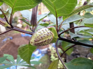 Ağaçta mor datura meyvesi. Bu meyveler tipik olarak oval şekilli, dikenli ve donuk mor veya grimsi mor renktedir. Zehirli oldukları biliniyor ve sindirilirse halüsinasyonlara neden olabilirler.
