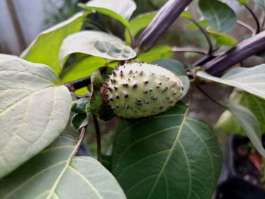 Ağaçta mor datura meyvesi. Bu meyveler tipik olarak oval şekilli, dikenli ve donuk mor veya grimsi mor renktedir. Zehirli oldukları biliniyor ve sindirilirse halüsinasyonlara neden olabilirler.