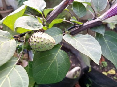 Ağaçta mor datura meyvesi. Bu meyveler tipik olarak oval şekilli, dikenli ve donuk mor veya grimsi mor renktedir. Zehirli oldukları biliniyor ve sindirilirse halüsinasyonlara neden olabilirler.