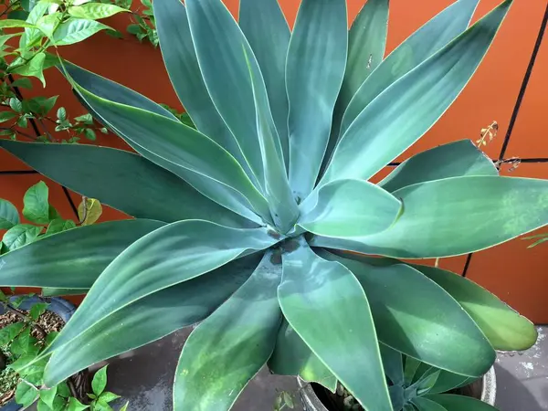 Tilki Kuyruklu Agave ağacı Endonezya bahçesinde. Bir süs bitkisidir. İnce, soluk yeşil yapraklarla süslenir, sık sık manzaralarda ve bahçelerde eşsiz görünüşü için kullanılır.