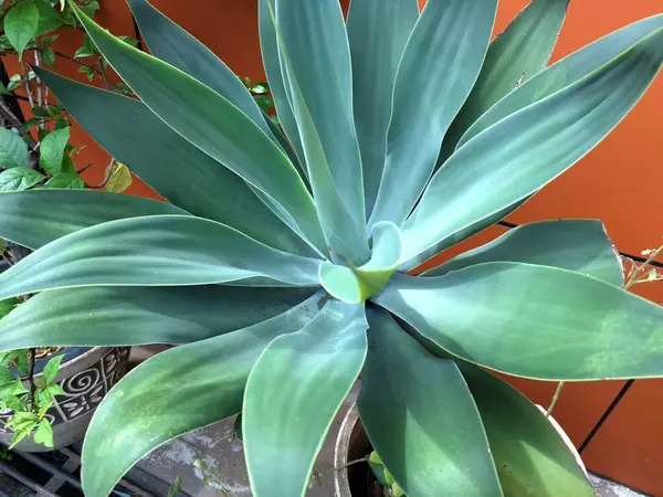 Tilki Kuyruklu Agave ağacı Endonezya bahçesinde. Bir süs bitkisidir. İnce, soluk yeşil yapraklarla süslenir, sık sık manzaralarda ve bahçelerde eşsiz görünüşü için kullanılır.