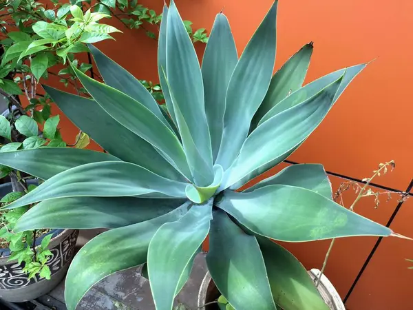 Tilki Kuyruklu Agave ağacı Endonezya bahçesinde. Bir süs bitkisidir. İnce, soluk yeşil yapraklarla süslenir, sık sık manzaralarda ve bahçelerde eşsiz görünüşü için kullanılır.