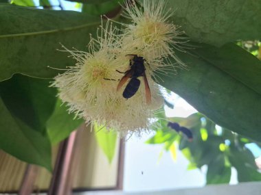 Eşek arıları, elma çiçeklerini tozlaştırıyor. Su guava, yüksek su içeriği ve ferahlatıcı tadı ile bilinen tropikal bir meyvedir. Kıtır bir dokusu ve bazen hafif ekşi veya elmaya benzer bir tadı vardır.