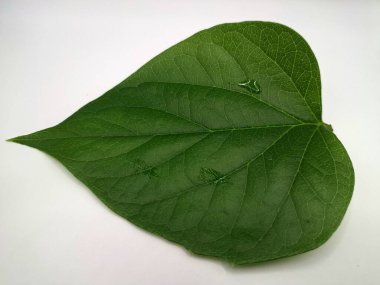 Taze parijat yaprakları. Parijat (Nyctanthes ağaç-tristis) yaprakları, ayrıca Gece Çiçeği Yasemin olarak da bilinir, çeşitli sağlık faydaları için geleneksel tıpta yaygın olarak kullanılır.