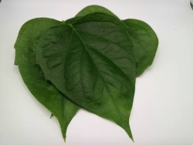 Taze parijat yaprakları. Parijat (Nyctanthes ağaç-tristis) yaprakları, ayrıca Gece Çiçeği Yasemin olarak da bilinir, çeşitli sağlık faydaları için geleneksel tıpta yaygın olarak kullanılır.