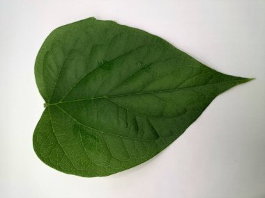 Taze parijat yaprakları. Parijat (Nyctanthes ağaç-tristis) yaprakları, ayrıca Gece Çiçeği Yasemin olarak da bilinir, çeşitli sağlık faydaları için geleneksel tıpta yaygın olarak kullanılır.