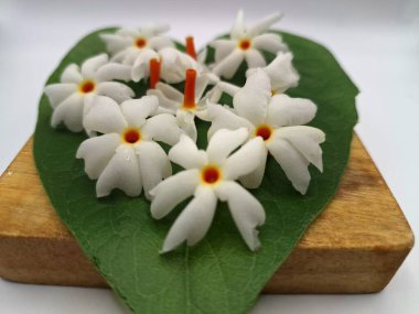 Parijat yaprağı üzerinde parijat çiçeği. Parijat çiçeği, bilimsel olarak Nyctanthes ağaç-tristis olarak bilinen, geceleri çiçek açan, geceleri çiçek açan bir kokulu, beyaz çiçektir.