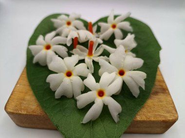 Parijat yaprağı üzerinde parijat çiçeği. Parijat çiçeği, bilimsel olarak Nyctanthes ağaç-tristis olarak bilinen, geceleri çiçek açan, geceleri çiçek açan bir kokulu, beyaz çiçektir.