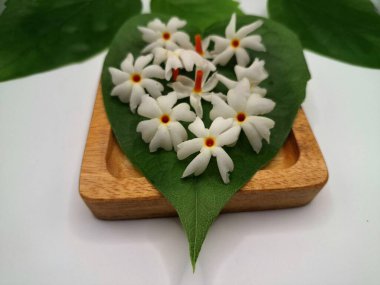 Parijat yaprağı üzerinde parijat çiçeği. Parijat çiçeği, bilimsel olarak Nyctanthes ağaç-tristis olarak bilinen, geceleri çiçek açan, geceleri çiçek açan bir kokulu, beyaz çiçektir.