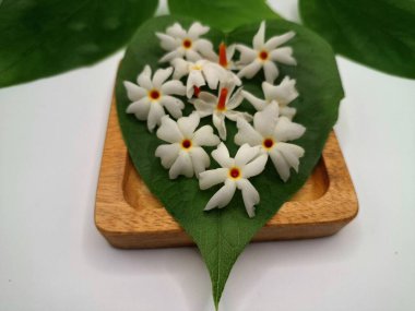 Parijat yaprağı üzerinde parijat çiçeği. Parijat çiçeği, bilimsel olarak Nyctanthes ağaç-tristis olarak bilinen, geceleri çiçek açan, geceleri çiçek açan bir kokulu, beyaz çiçektir.