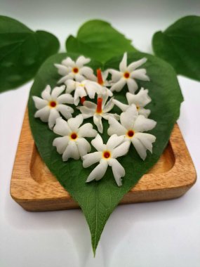 Parijat yaprağı üzerinde parijat çiçeği. Parijat çiçeği, bilimsel olarak Nyctanthes ağaç-tristis olarak bilinen, geceleri çiçek açan, geceleri çiçek açan bir kokulu, beyaz çiçektir.