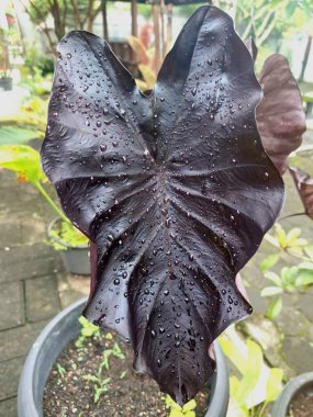 Kolocasia Kara Mercan. Çarpıcı bir tropikal bitkidir, son derece koyu, parlak, kalp şeklindeki yaprakları neredeyse siyahtır, bazen mavimsi renklidir. Bu yaprakların parlak ve hafif dalgalı kenarları yosunlara benzer.