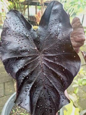 Kolocasia Kara Mercan. Çarpıcı bir tropikal bitkidir, son derece koyu, parlak, kalp şeklindeki yaprakları neredeyse siyahtır, bazen mavimsi renklidir. Bu yaprakların parlak ve hafif dalgalı kenarları yosunlara benzer.