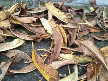 Frangipani yaprakları eski ve yosunlu patikalara düşer. Frangipani bitkileri yapraklarını doğal olarak dökerler, özellikle serin aylarda ya da stresliyken.