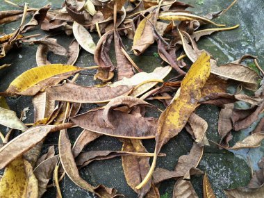 Frangipani yaprakları eski ve yosunlu patikalara düşer. Frangipani bitkileri yapraklarını doğal olarak dökerler, özellikle serin aylarda ya da stresliyken.