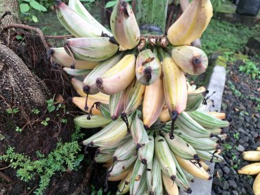 Florida 'nın çeşitli muz meyveleri. Yeşil ve beyaz desenlerin yanı sıra yenilebilir, beyaz-yeşil muzlar üreten çarpıcı çeşitlilikteki yapraklarıyla bilinen bir tarikat.