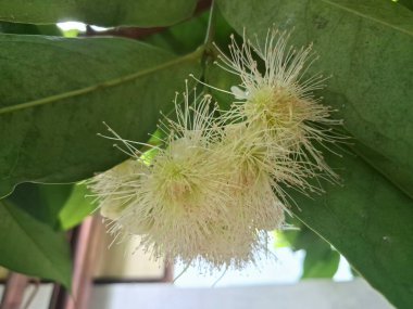 Ağaçta su çiçeği açar. Su guava, yüksek su içeriği ve ferahlatıcı tadı ile bilinen tropikal bir meyvedir. Kıtır bir dokusu ve bazen hafif ekşi veya elmaya benzer bir tadı vardır.