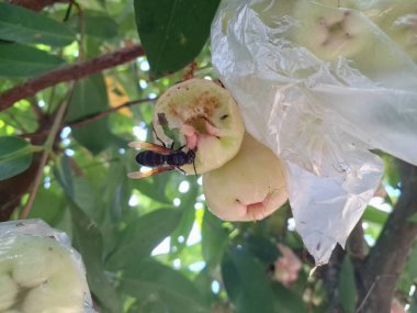 Eşek arıları ağaçta su guava meyvesi yiyorlar. Su guava, yüksek su içeriği ve ferahlatıcı tadı ile bilinen tropikal bir meyvedir. Kıtır bir dokusu ve bazen hafif ekşi veya elmaya benzer bir tadı vardır.