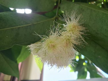 Ağaçta su çiçeği açar. Su guava, yüksek su içeriği ve ferahlatıcı tadı ile bilinen tropikal bir meyvedir. Kıtır bir dokusu ve bazen hafif ekşi veya elmaya benzer bir tadı vardır.