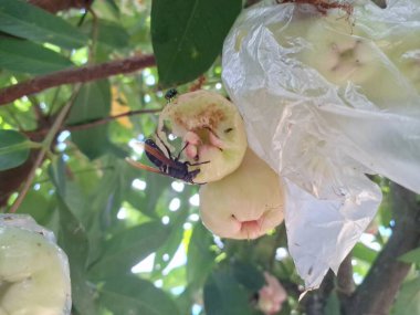 Eşek arıları ağaçta su guava meyvesi yiyorlar. Su guava, yüksek su içeriği ve ferahlatıcı tadı ile bilinen tropikal bir meyvedir. Kıtır bir dokusu ve bazen hafif ekşi veya elmaya benzer bir tadı vardır.