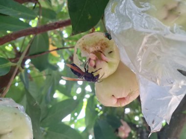 Eşek arıları ağaçta su guava meyvesi yiyorlar. Su guava, yüksek su içeriği ve ferahlatıcı tadı ile bilinen tropikal bir meyvedir. Kıtır bir dokusu ve bazen hafif ekşi veya elmaya benzer bir tadı vardır.