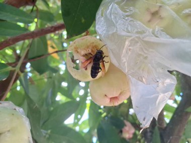 Eşek arıları ağaçta su guava meyvesi yiyorlar. Su guava, yüksek su içeriği ve ferahlatıcı tadı ile bilinen tropikal bir meyvedir. Kıtır bir dokusu ve bazen hafif ekşi veya elmaya benzer bir tadı vardır.