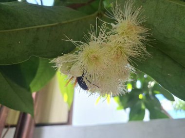Ağaçta su çiçeği açar. Su guava, yüksek su içeriği ve ferahlatıcı tadı ile bilinen tropikal bir meyvedir. Kıtır bir dokusu ve bazen hafif ekşi veya elmaya benzer bir tadı vardır.