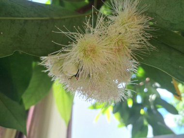 Ağaçta su çiçeği açar. Su guava, yüksek su içeriği ve ferahlatıcı tadı ile bilinen tropikal bir meyvedir. Kıtır bir dokusu ve bazen hafif ekşi veya elmaya benzer bir tadı vardır.
