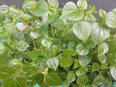 Biber yaşlı ağaçları duvarın kenarında vahşi bir şekilde yetişir. Bu küçük, yıllık, sığ köklü bir bitki. Lezzetli, erekte olmuş ya da borçlu saplar, parlak, kalp şeklinde ve etli yapraklar ve küçük, nokta benzeri tohumlarla karakterize edilir.