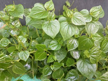 Biber yaşlı ağaçları duvarın kenarında vahşi bir şekilde yetişir. Bu küçük, yıllık, sığ köklü bir bitki. Lezzetli, erekte olmuş ya da borçlu saplar, parlak, kalp şeklinde ve etli yapraklar ve küçük, nokta benzeri tohumlarla karakterize edilir.