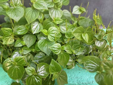 Biber yaşlı ağaçları duvarın kenarında vahşi bir şekilde yetişir. Bu küçük, yıllık, sığ köklü bir bitki. Lezzetli, erekte olmuş ya da borçlu saplar, parlak, kalp şeklinde ve etli yapraklar ve küçük, nokta benzeri tohumlarla karakterize edilir.