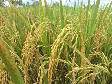 Endonezya pirinç tarlalarındaki ağaçlardaki pirinç taneleri. Pirinç, özellikle Oryza sativa bitkisinin tohumu olan bir tahıl tanesidir. Dünya nüfusunun büyük bir bölümü için temel besin kaynağı.