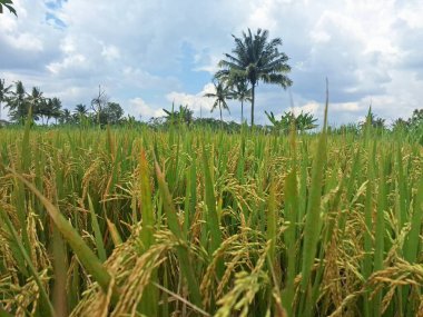 Endonezya pirinç tarlalarındaki ağaçlardaki pirinç taneleri. Pirinç, özellikle Oryza sativa bitkisinin tohumu olan bir tahıl tanesidir. Dünya nüfusunun büyük bir bölümü için temel besin kaynağı.