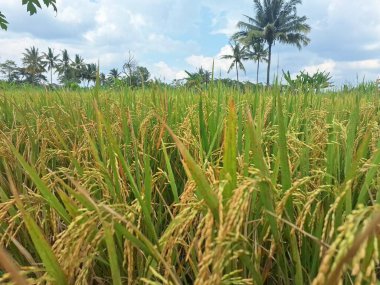 Endonezya pirinç tarlalarındaki ağaçlardaki pirinç taneleri. Pirinç, özellikle Oryza sativa bitkisinin tohumu olan bir tahıl tanesidir. Dünya nüfusunun büyük bir bölümü için temel besin kaynağı.
