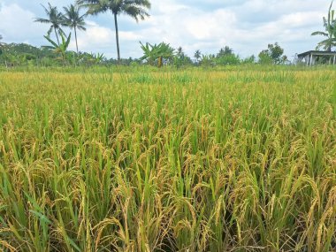 Endonezya pirinç tarlalarındaki ağaçlardaki pirinç taneleri. Pirinç, özellikle Oryza sativa bitkisinin tohumu olan bir tahıl tanesidir. Dünya nüfusunun büyük bir bölümü için temel besin kaynağı.