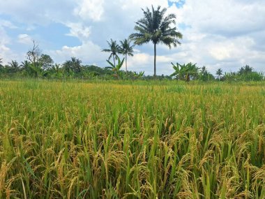 Endonezya pirinç tarlalarındaki ağaçlardaki pirinç taneleri. Pirinç, özellikle Oryza sativa bitkisinin tohumu olan bir tahıl tanesidir. Dünya nüfusunun büyük bir bölümü için temel besin kaynağı.