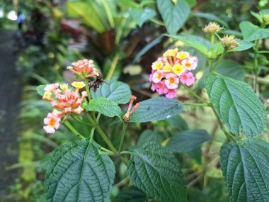 Lantana Camara bitkisi Endonezya bahçesinde çiçek açıyor. Lantana Camara 'nın geleneksel tıp, süs bitkisi ve erozyon kontrolü gibi birçok kullanımı vardır.