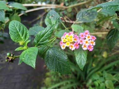 Lantana Camara bitkisi Endonezya bahçesinde çiçek açıyor. Lantana Camara 'nın geleneksel tıp, süs bitkisi ve erozyon kontrolü gibi birçok kullanımı vardır.