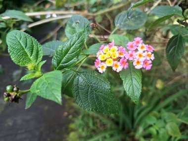 Lantana Camara bitkisi Endonezya bahçesinde çiçek açıyor. Lantana Camara 'nın geleneksel tıp, süs bitkisi ve erozyon kontrolü gibi birçok kullanımı vardır.