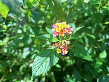 Lantana Camara bitkisi Endonezya bahçesinde çiçek açıyor. Lantana Camara 'nın geleneksel tıp, süs bitkisi ve erozyon kontrolü gibi birçok kullanımı vardır.