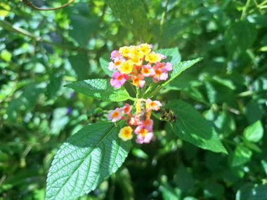 Lantana Camara bitkisi Endonezya bahçesinde çiçek açıyor. Lantana Camara 'nın geleneksel tıp, süs bitkisi ve erozyon kontrolü gibi birçok kullanımı vardır.