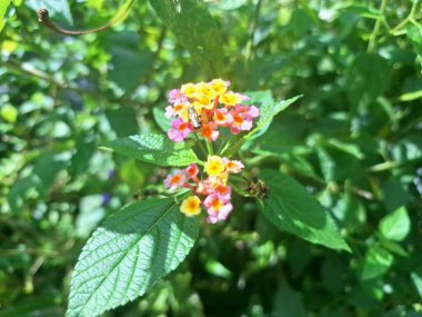 Lantana Camara bitkisi Endonezya bahçesinde çiçek açıyor. Lantana Camara 'nın geleneksel tıp, süs bitkisi ve erozyon kontrolü gibi birçok kullanımı vardır.
