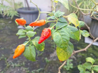 Ağaçta kırmızı biber meyvesi. Cayenne biberi genellikle yemeklerde bir baharat olarak kullanılır ve çeşitli yemeklere baharatlı bir ısı eklenir. Mutfak uygulamalarının ötesinde, özellikle kapsaisin içeriği nedeniyle, potansiyel sağlık faydalarıyla da bilinir.