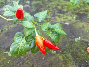 Ağaçta kırmızı biber meyvesi. Cayenne biberi genellikle yemeklerde bir baharat olarak kullanılır ve çeşitli yemeklere baharatlı bir ısı eklenir. Mutfak uygulamalarının ötesinde, özellikle kapsaisin içeriği nedeniyle, potansiyel sağlık faydalarıyla da bilinir.