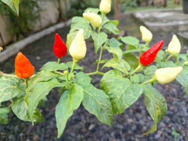 Ağaçta kırmızı biber meyvesi. Cayenne biberi genellikle yemeklerde bir baharat olarak kullanılır ve çeşitli yemeklere baharatlı bir ısı eklenir. Mutfak uygulamalarının ötesinde, özellikle kapsaisin içeriği nedeniyle, potansiyel sağlık faydalarıyla da bilinir.