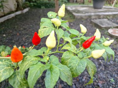 Ağaçta kırmızı biber meyvesi. Cayenne biberi genellikle yemeklerde bir baharat olarak kullanılır ve çeşitli yemeklere baharatlı bir ısı eklenir. Mutfak uygulamalarının ötesinde, özellikle kapsaisin içeriği nedeniyle, potansiyel sağlık faydalarıyla da bilinir.