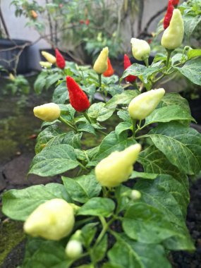 Ağaçta kırmızı biber meyvesi. Cayenne biberi genellikle yemeklerde bir baharat olarak kullanılır ve çeşitli yemeklere baharatlı bir ısı eklenir. Mutfak uygulamalarının ötesinde, özellikle kapsaisin içeriği nedeniyle, potansiyel sağlık faydalarıyla da bilinir.