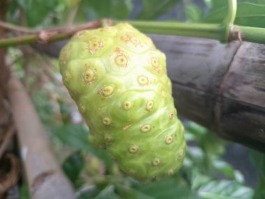 Noni meyvesi. Tropikal bölgelerde yetişen meyve taşıyan bir ağaçtır ve meyve sıklıkla tıbbi amaçlar ve yiyecekler için kullanılır. Meyveye, olgunlaştığında aldığı güçlü kokudan dolayı bazen kusmuk meyvesi de denir.