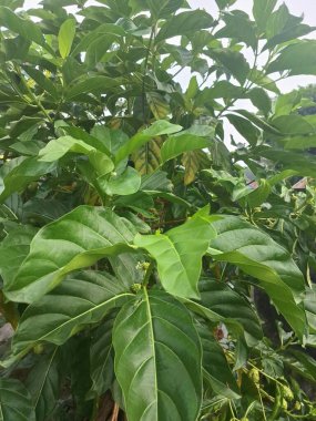 Noni ağacı. Tropikal bölgelerde yetişen meyve taşıyan bir ağaçtır ve meyve sıklıkla tıbbi amaçlar ve yiyecekler için kullanılır. Meyveye, olgunlaştığında aldığı güçlü kokudan dolayı bazen kusmuk meyvesi de denir.